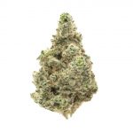 Sabotage OG *Terrapin Original*