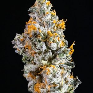 Biscotti x Gushers - Indoor