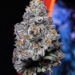 Kryptochronic - Indoor