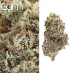 CAM Oreoz - Indoor (14g)