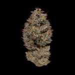 Dreamcatcher (Indica)