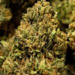 Animal Style - Sungrown