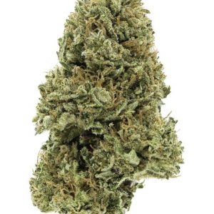 Dancing Sun grown by Emerald Spirit Botanicals