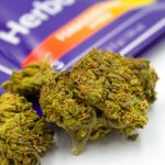 Forbidden Fruit Flower 1/8th