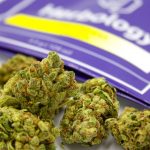 Gelato #45 Flower 1/8th