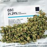 GSC-Indoor-Ready to Roll-1/8oz