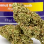 Peanut Butter Breath Flower 1/8th