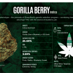 Gorilla Berry