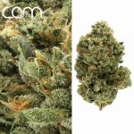 CAM Brain OG - Indoor (14g)
