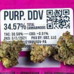 PURP.DVV-Indoor-1/8oz