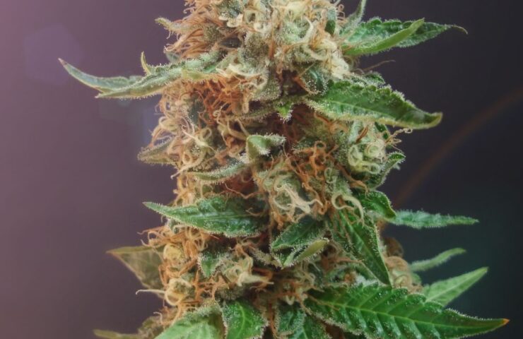 Trois-Rivières same-day weed delivery