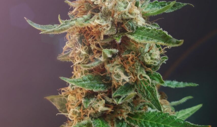 Trois-Rivières same-day weed delivery